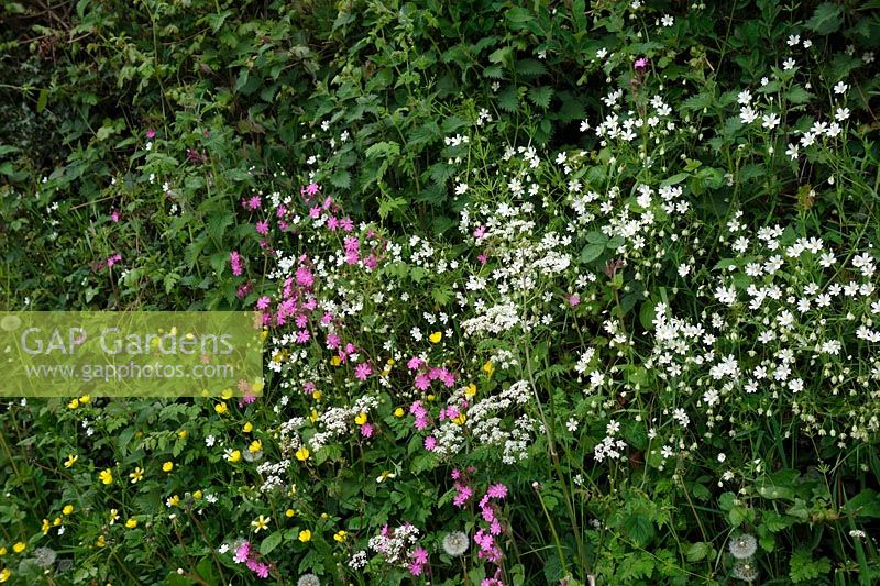 Devon hedgerow in spring with Creeping Buttercup - Ranunculus repens, Silene dioica - Red Campion and Greater Stitchwort - Stellaria holostea