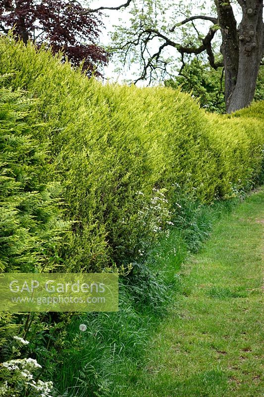 x cupressocyparis Leylandii 'Castlewellan' grown as a suburban hedge