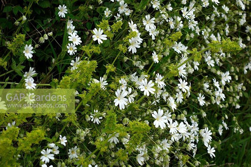 Crosswort - Cruciata laevipes and Greater Stitchwort - Stellaria holostea