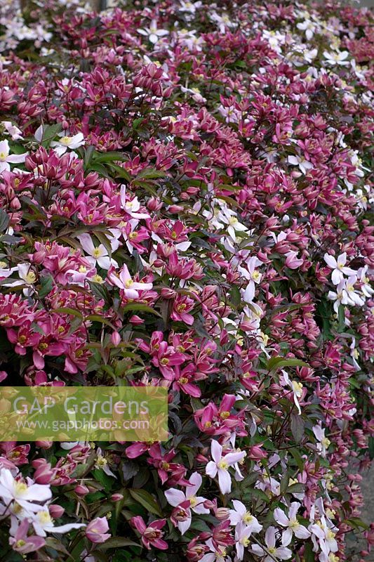 Clematis 'Broughton Star' with Clematis montana