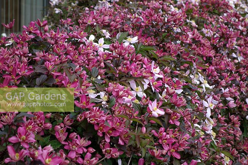 Clematis 'Broughton Star' with Clematis montana