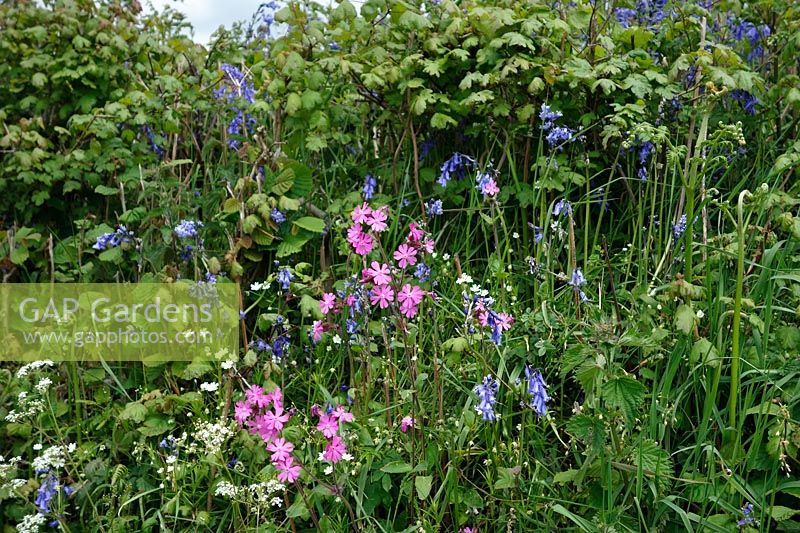 Spring wildflowers in a hedge bottom - Silene dioica - red campion, Greater Stitchwort - Stellaria holostea and Hyacinthoides non-scripta - native bluebells
