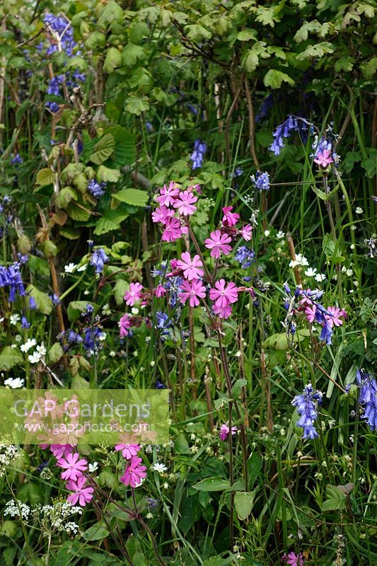 Spring wildflowers in a hedge bottom - Silene dioica - red campion, Greater Stitchwort - Stellaria holostea and Hyacinthoides non-scripta - native bluebells
