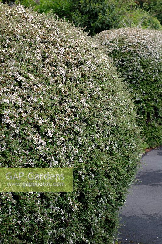 Cotoneaster cultivar tightly clipped as an urban garden hedge