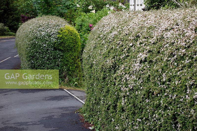 Cotoneaster cultivar tightly clipped as an urban garden hedge