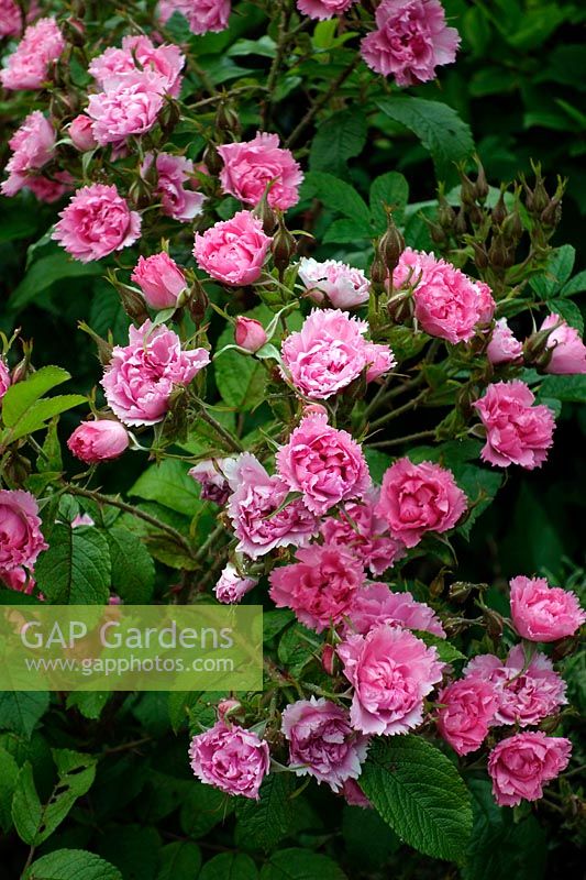 Rosa rugosa 'Pink Grootendorst'