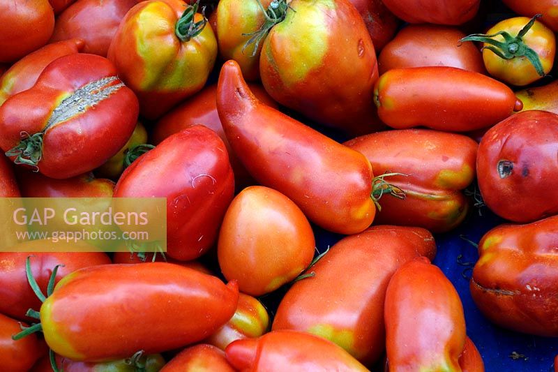 Solanum lycopersicum 'Cornue des Andes' syn. 'Andine Cornue' Tomatoes