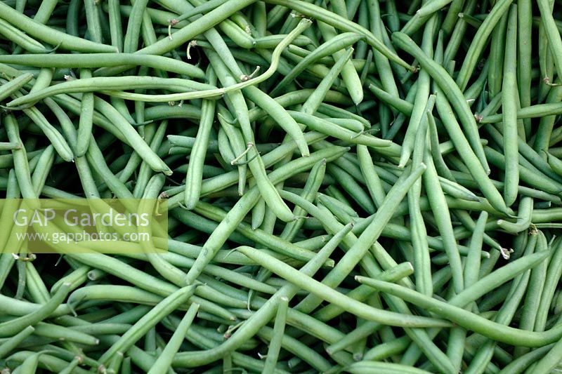 Haricots Verts - Green Beans