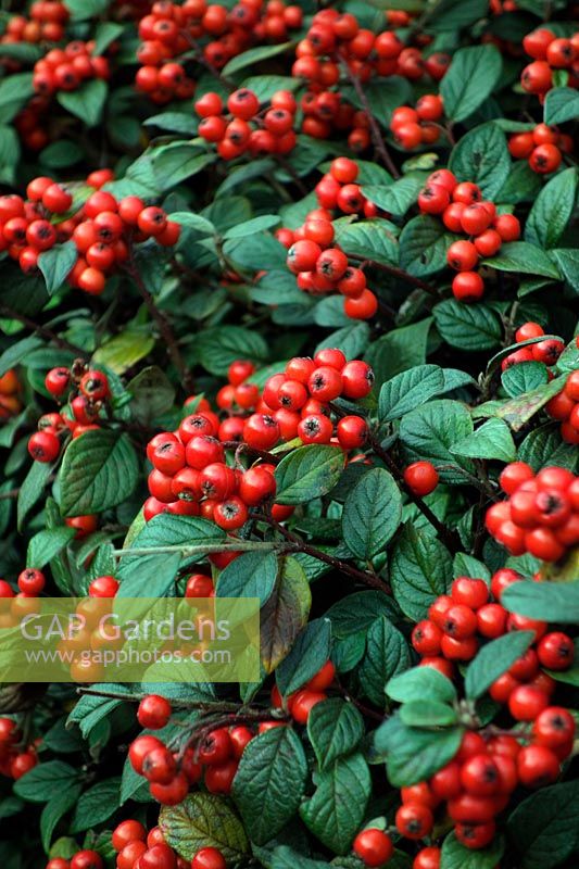 Cotoneaster simonsii AGM used a a low garden hedge