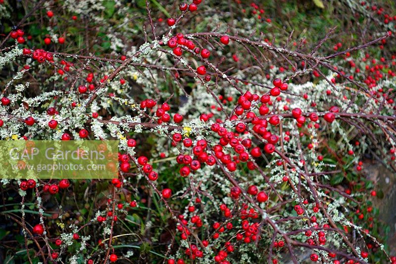 Attractive combination of Cotoneaster horizontalis fishbone branches and fruits or berries with Lichens