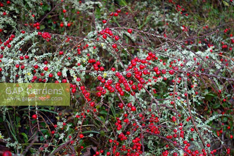 Attractive combination of Cotoneaster horizontalis fishbone branches and fruits or berries with Lichens