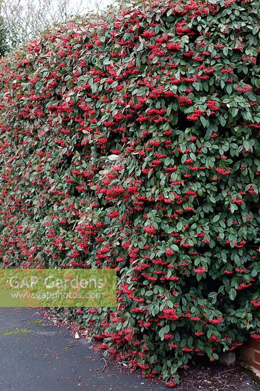 A hedge of Cotoneaster lacteus in winter