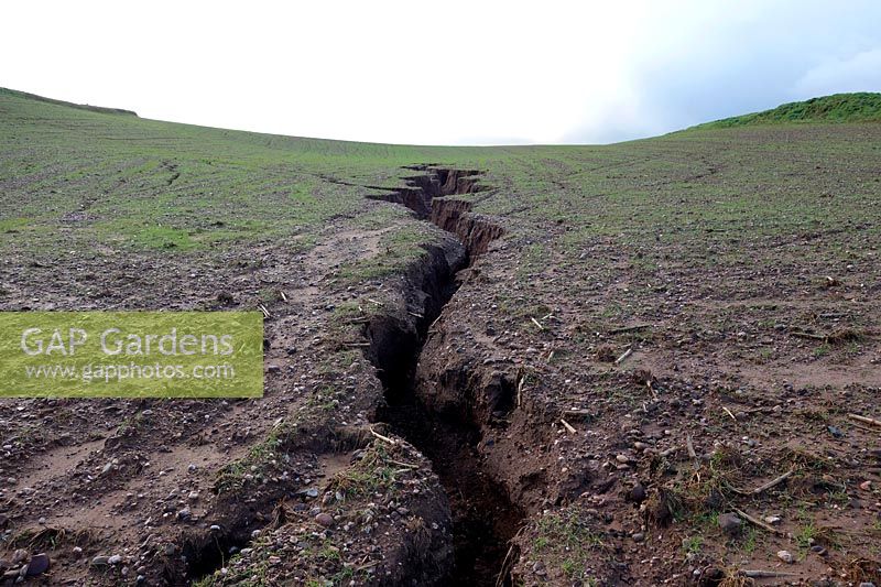 Severe soil erosion in Devon UK - February 4 2014 on steep field with inadequate crop establishment prior to heavy winter rains - gullies in excess of 150cm deep