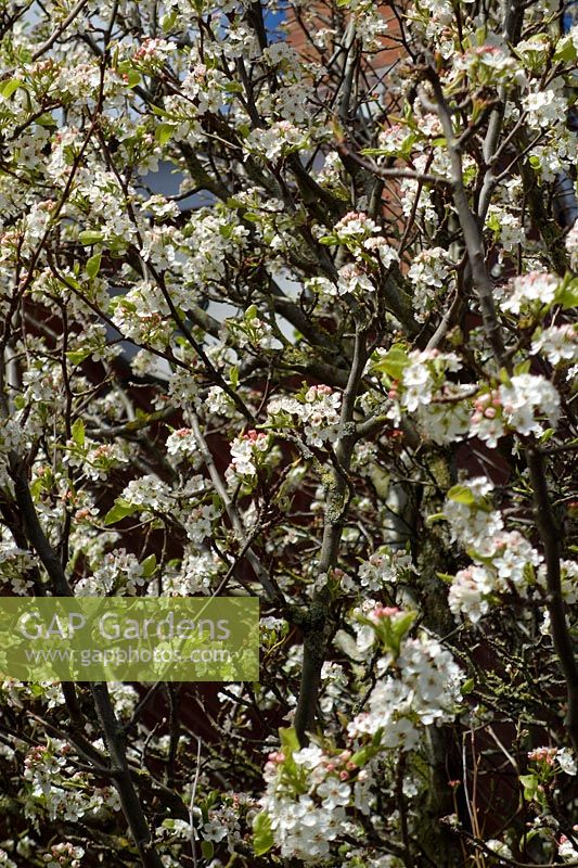 Pyrus calleryana 'Chanticleer' AGM - Ornamental Pear in spring