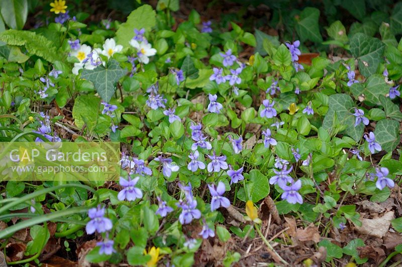 Common Dog Violet - Viola riviniana growing in part shade on a bank