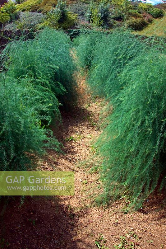 Asparagus growing on sandy soil- midsummer