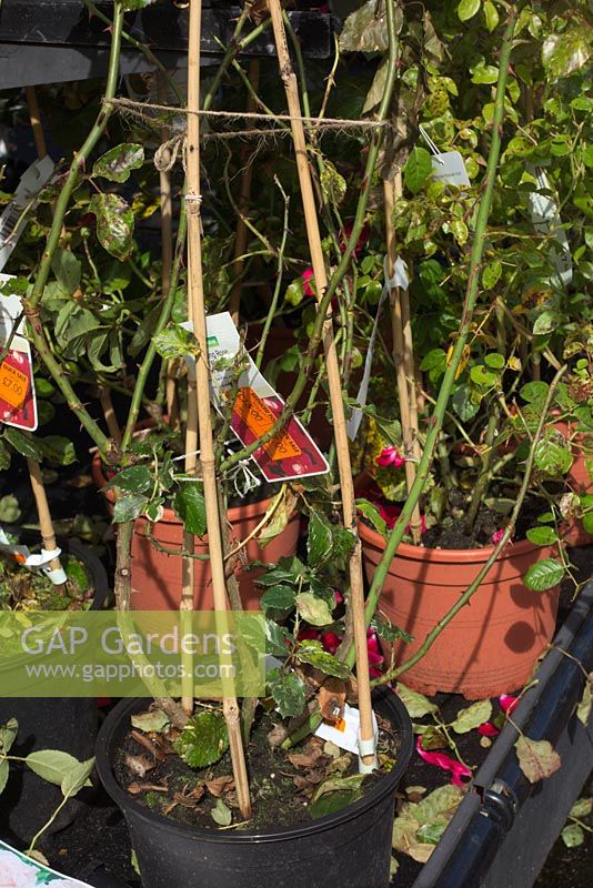 No at any price - badly diseased climbing roses for sale in a chain outlet in UK