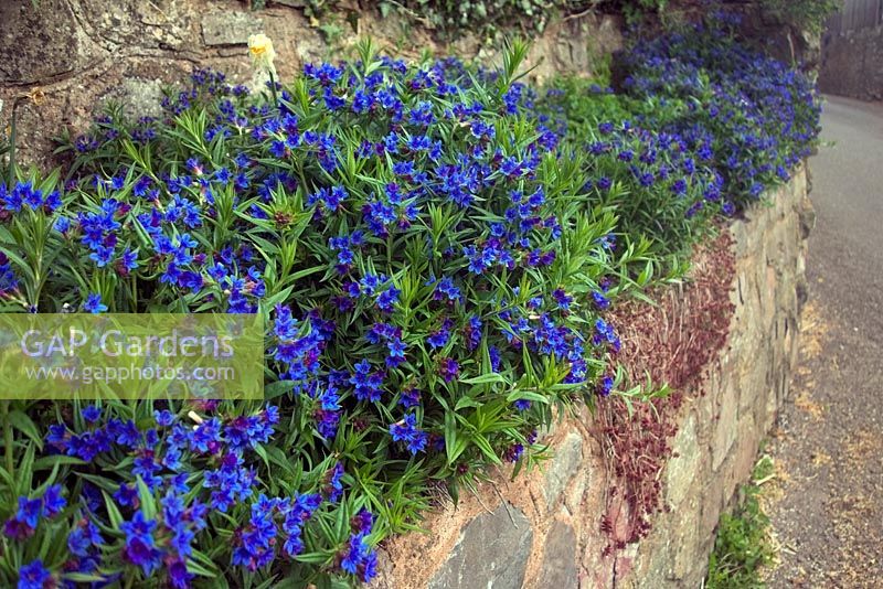 Buglossoides purpurocaerulea syn. Lithospermum purpureocaeruleum - Purple Gromwell