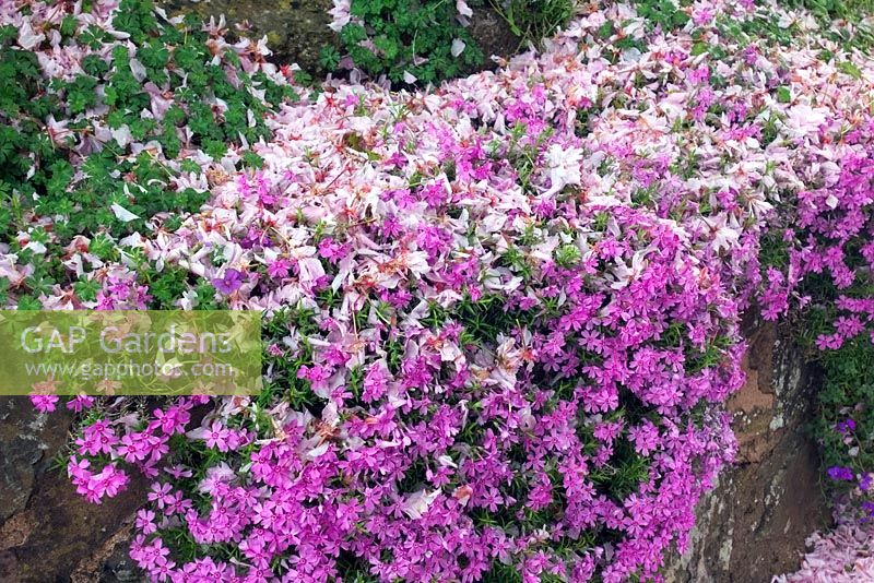 The confetti of fallen Cherry - Prunus blossom decorates Rockery Phlox - Phlox subulata