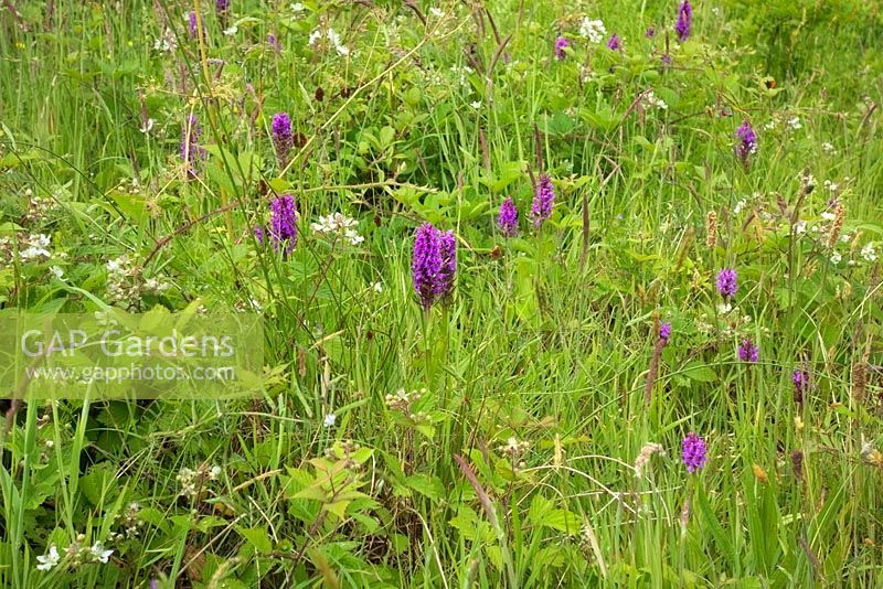 Dactylorhiza fuchsii - Common Spotted Orchid - form with plain leaf