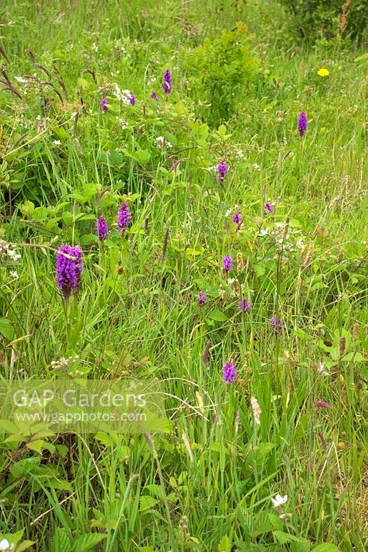 Dactylorhiza fuchsii - Common Spotted Orchid - form with plain leaf