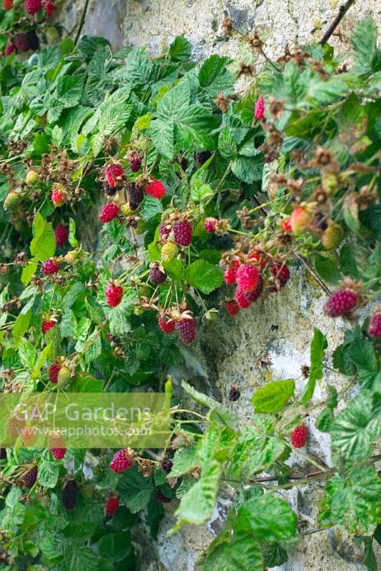 Loganberries trained against a south facing garden wall