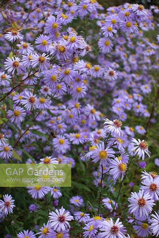 Garden escape Asters by a railway track