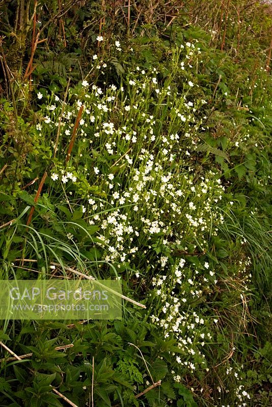 Stellaria holostea - Stitchwort growing on roadside bank in early spring