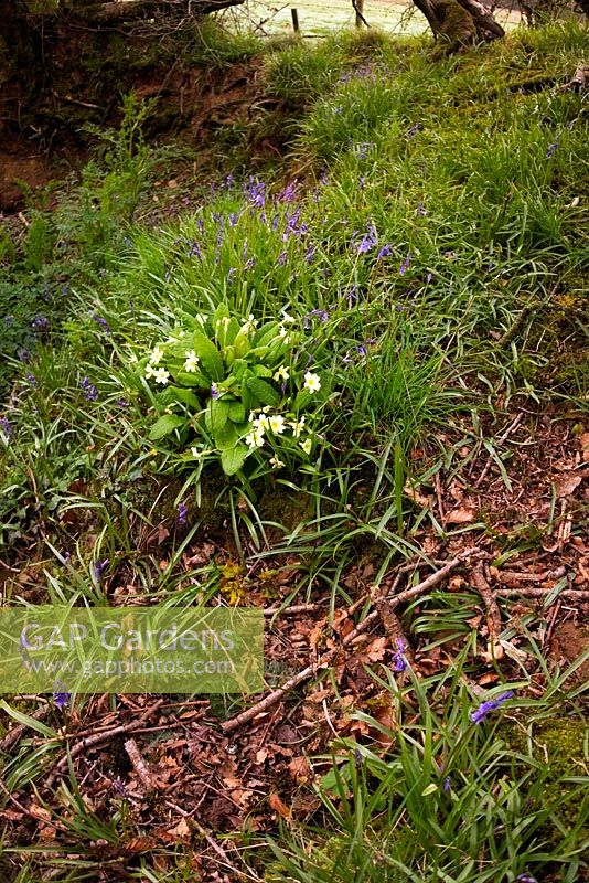 Primroses and Bluebells - Primula vulgaris and Hyacinthoides nonscripta