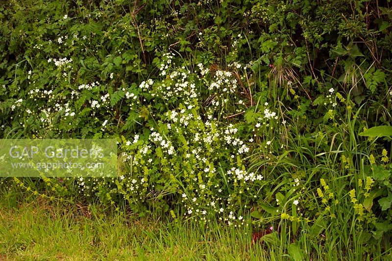 Stellaria holostea, the addersmeat or greater stitchwort with Cruciata laevipes - Crosswort in a Devon hedgebank