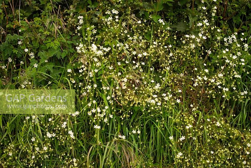 Stellaria holostea, the addersmeat or greater stitchwort in a Devon hedgebank