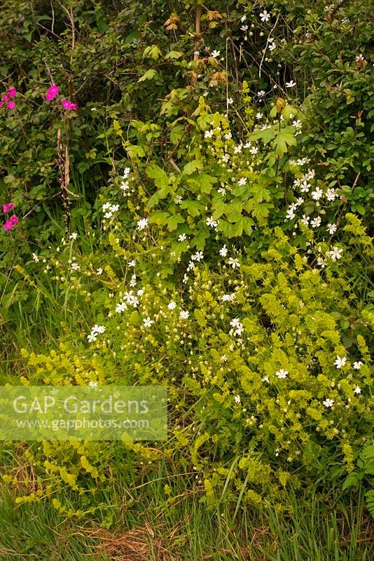Stellaria holostea, the addersmeat or greater stitchwort with Cruciata laevipes - Crosswort in a Devon hedgebank