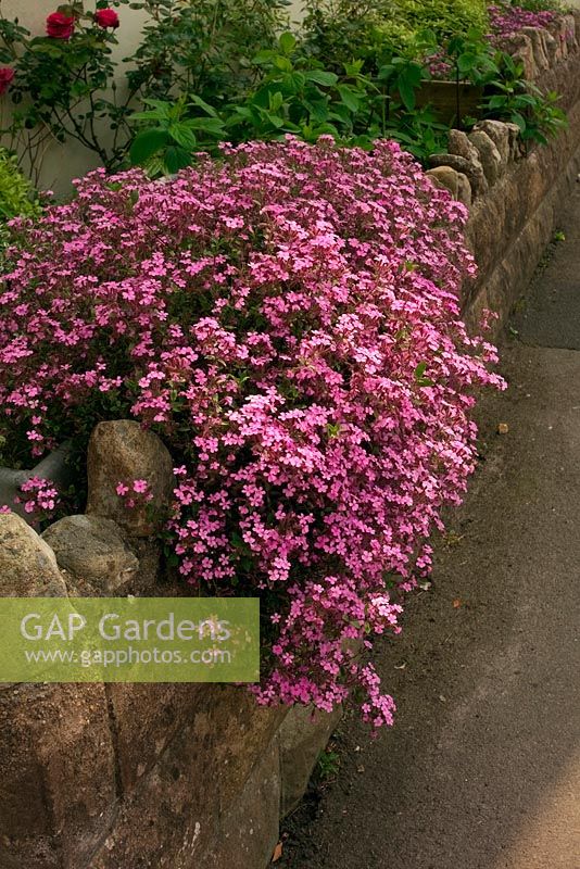 Saponaria ocymoides - Tumbling Ted cascades over a garden wall