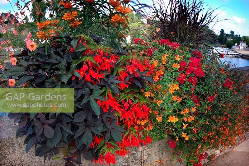 Amenity bedding in Orange, Reds and Purples with Leonotis, Ipomoea, Calibrachoa, Begonia, Pelargonium - Chateau Gontier on the Mayenne River, France