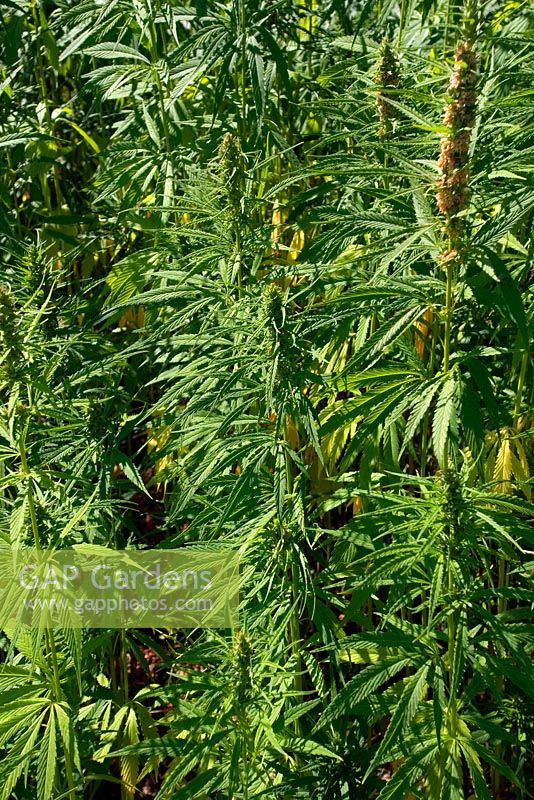 Field grown crop of hemp - Cannabis sativa - Loire valley, France