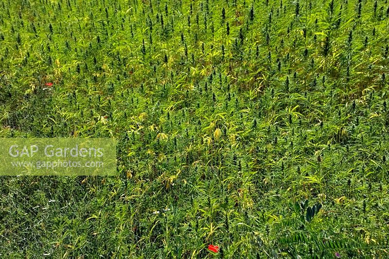 Field grown crop of hemp - Cannabis sativa - Loire valley, France
