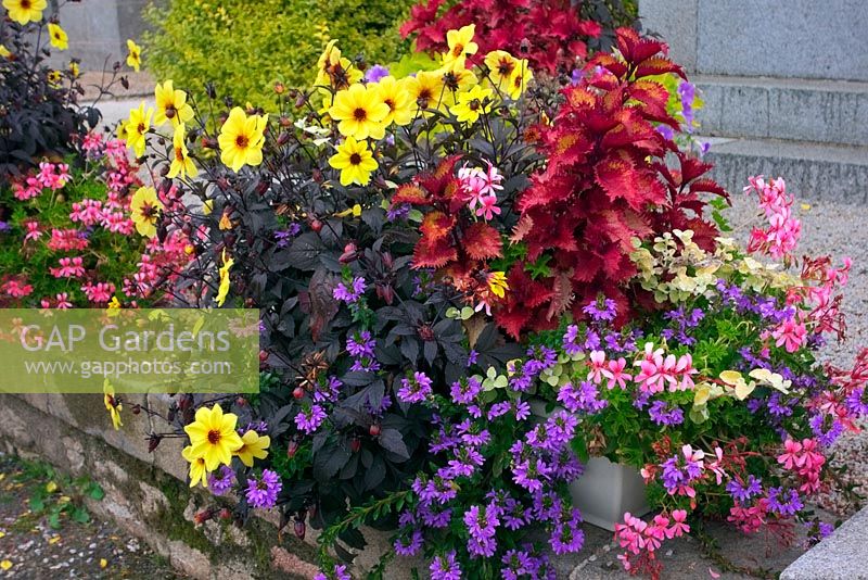Summer display with Single Dahlia 'HS Party', Solenostemon and blue Petunias and white Bidens 'Pirate's Pearl'