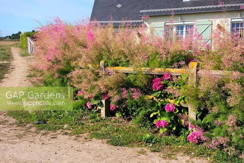 Tamarisk - Tamarix ramosissima used as coastal hedge in Normandy, France