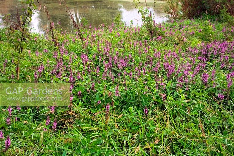 Stachys palustris - Marsh Woundwort