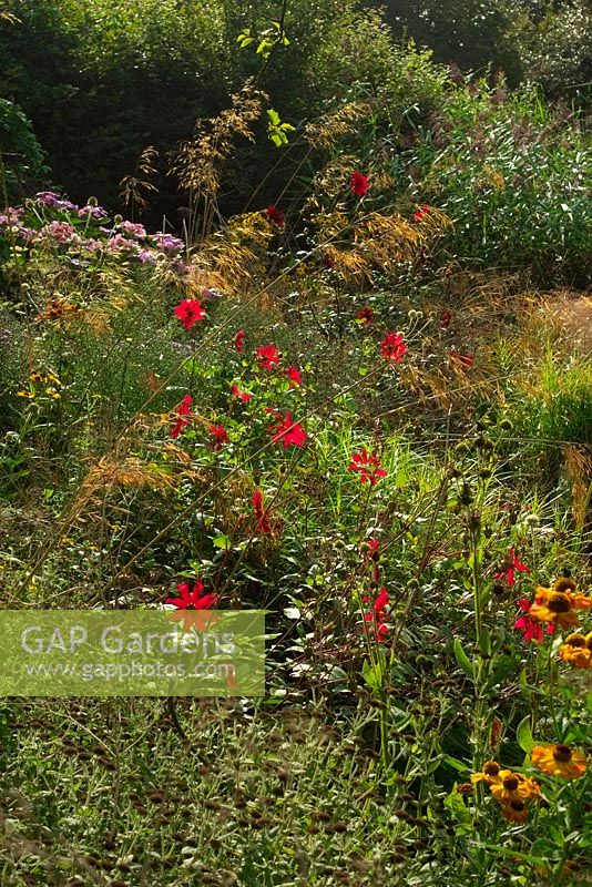 Holbrook Garden in September Dahlias add interest to the wet garden