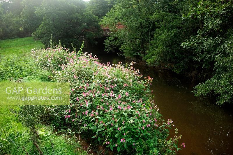 Himalayan balsam Impatiens glandulifera on banks of River Culm in Devon, UK