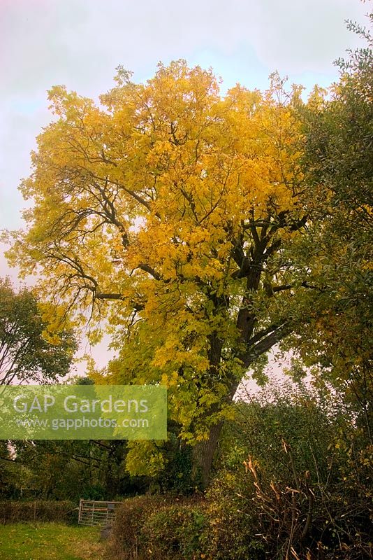 Fraxinus excelsior - Common Ash a mature tree showing good autumn leaf colour