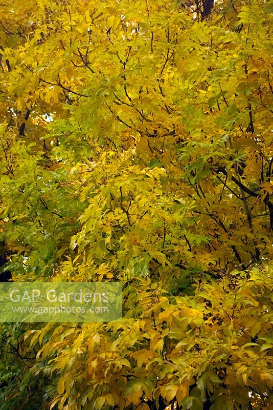 Fraxinus excelsior - Common Ash a mature tree showing good autumn leaf colour