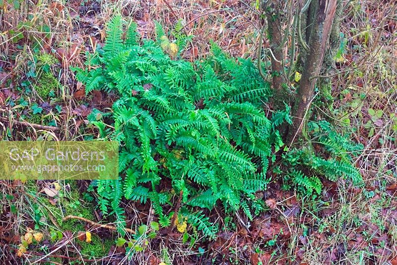 Common Polypody - Polypodium vulgare Evergreen. A low growing fern