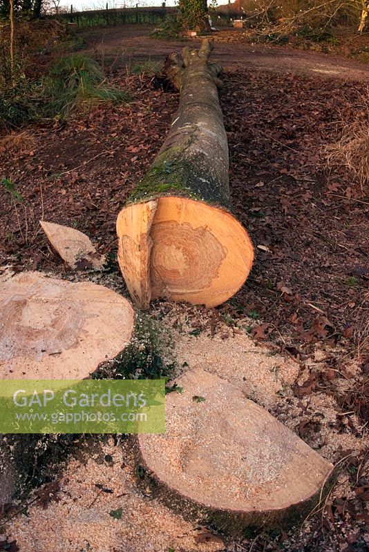 Felling a mature Quercus palustris - Pin oak - cleaning up the stump