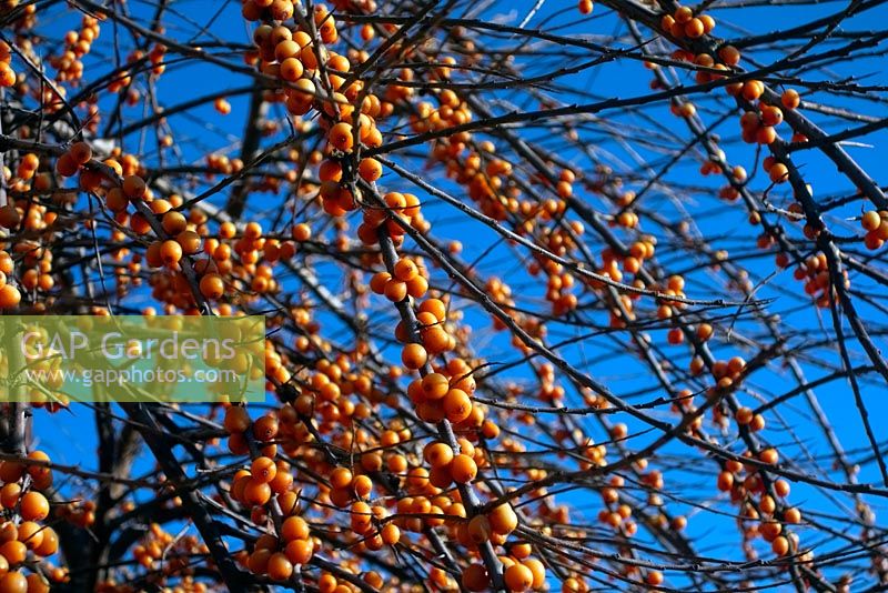 Hippophae rhamnoides - Sea Buckthorn in winter with a blue sky