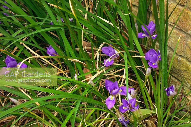 Iris unguicularis 'Mary Barnard' AGM at base of a west wall