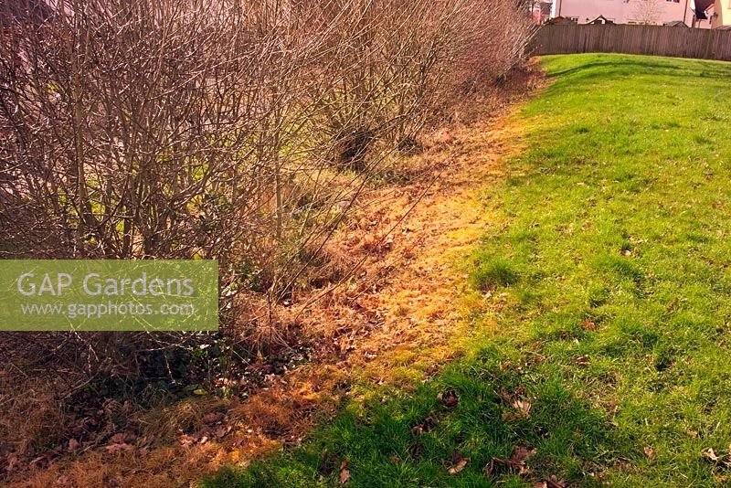 Excessive use of herbicide Glyphosate near Willand, Devon