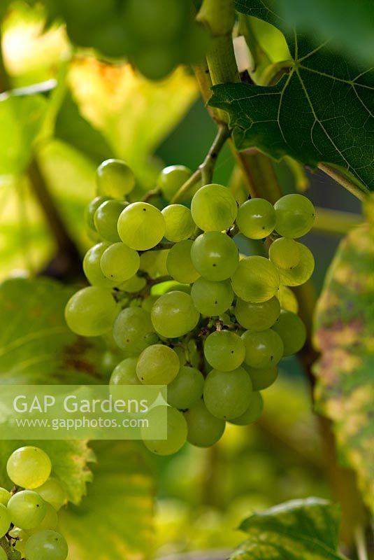 Vitis 'Phoenix' - grapes growing in an English vineyard