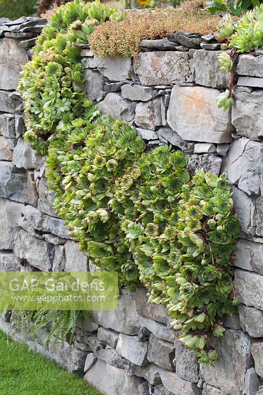 Sempervivum tectorum and Sedum growing on drystone wall - houseleek